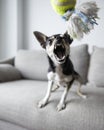 Vertical shot of an angry chihuahua with a toy