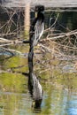 Vertical shot of an anhinga (snakebird) perched on a tree, reflecting on a lake Royalty Free Stock Photo