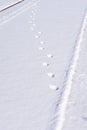 Vertical shot of animal footprints on the snow Royalty Free Stock Photo