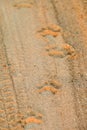 Vertical shot of animal pawprints in the sand