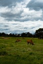 Vertical shot of antelopes grazing in the green field. Werribee, Australia. Royalty Free Stock Photo