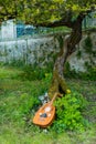 Vertical shot of an antique lute instrument leaning against a winding tree trunk in a green garden Royalty Free Stock Photo