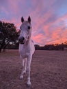 Vertical shot of an Arabian horse during the sunset Royalty Free Stock Photo