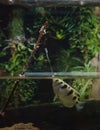 Vertical shot of an archerfish shooting a water stream at an insect Royalty Free Stock Photo
