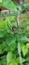 Vertical shot of the Argiope anasuja spider Royalty Free Stock Photo