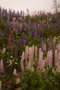 Vertical shot of an array of vibrant wild lupin flowers in a variety of colors
