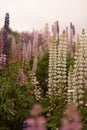Vertical shot of an array of vibrant wild lupin flowers in a variety of colors