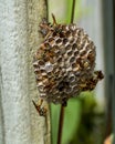 Vertical shot of Asian paper wasps walking around on their nest