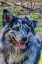Vertical shot of an Australian Collie dog Royalty Free Stock Photo