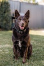 Vertical shot of a Australian Kelpie sitting on grass