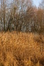 Vertical shot of autumn dead grass