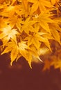 Vertical shot of autumn leaves on the trees at Batsford Arboretum, Worcestershire