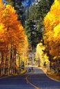 Vertical shot of autumn trees on Highway 395 in California