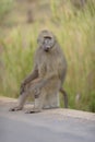 Vertical shot of a baboon sitting on a rock on the side of the road Royalty Free Stock Photo