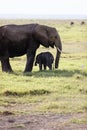 Vertical shot of a baby elephant with its mother in the Amboseli National Park, Keyn