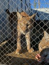 Vertical shot of a baby Eurasian lynx behind mesh fence