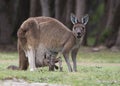 Vertical shot of a baby kangaroo in her mother's marsupium in a field Royalty Free Stock Photo