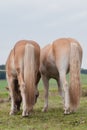 Vertical shot of backs of Haflinger horses grazing in the field. Royalty Free Stock Photo