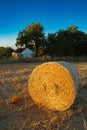 Vertical shot of a baled wheat field with big hay rolls Royalty Free Stock Photo