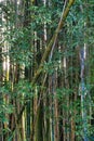 Vertical shot of bamboos growing in a forest in the daylight Royalty Free Stock Photo