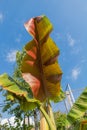 Vertical shot of a Banana tree with blue sky background - A new leaf grow with red color behind Royalty Free Stock Photo