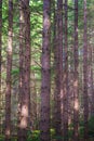 Vertical shot of bare-branched pine trees in a forest during the early morning fog