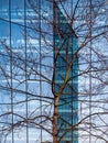 Vertical shot of a bare tree in front of a tall building in a glass facade Royalty Free Stock Photo