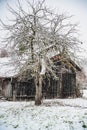 Vertical shot of a bare tree and an old barn in the background Royalty Free Stock Photo