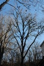 Vertical shot of bare trees of an autumn forest in Kentucky in the USA during winter Royalty Free Stock Photo