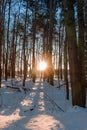 Vertical shot of bare trees in the forest in winter with the sun shining in the background Royalty Free Stock Photo