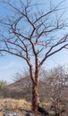 Vertical shot of bare trees and hills in Mixteca Poblana, Puebla, Mexico