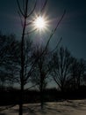 Vertical shot of bare trees and a shining sun on a blue sky background Royalty Free Stock Photo