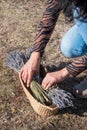 Vertical shot of a basket of lavender flowers and a female farmer disposing them Royalty Free Stock Photo