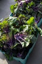 Vertical shot of baskets of fresh organic kale sprouts greens at the farmers market