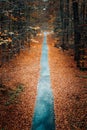 Vertical shot of the Baumwipfelpfad Steigerwald treetop walkway in Ebrach in autumn