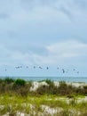 Vertical shot of beach grass and a flock of Pelicans flying over the ocean on a cloudy day