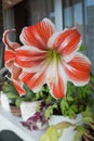 Vertical shot of a beautiful amaryllis in a pot. Beautiful red and white flowers Royalty Free Stock Photo