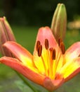 Vertical shot of a beautiful Asiatic Lily blossom and buds