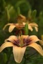 Vertical shot of a beautiful Asiatic Lily blossom and buds