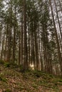 Vertical shot of a beautiful autumn forest in Baden-Wurtemberg, Germany