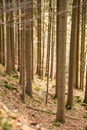 Vertical shot of a beautiful autumn forest in Baden-Wurtemberg, Germany