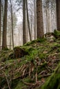 Vertical shot of a beautiful autumn forest in Baden-Wurtemberg, Germany