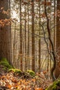 Vertical shot of a beautiful autumn forest in Baden-Wurtemberg, Germany