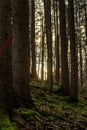 Vertical shot of a beautiful autumn forest in Baden-Wurtemberg, Germany