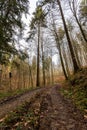 Vertical shot of a beautiful autumn forest in Baden-Wurtemberg, Germany