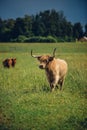 Vertical shot of a beautiful beige bull standing in the green field Royalty Free Stock Photo