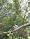 Vertical shot of a beautiful Black-capped Chickadee perched on a tree branch Royalty Free Stock Photo