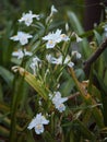 Vertical shot of beautiful butterfly flowers growing amongst lush green foliage Royalty Free Stock Photo