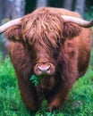 Vertical shot of a beautiful calf grazing on Scottish Highlands Royalty Free Stock Photo