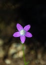 Vertical shot of a beautiful Campanula ramosissima flower in front of a blurry background